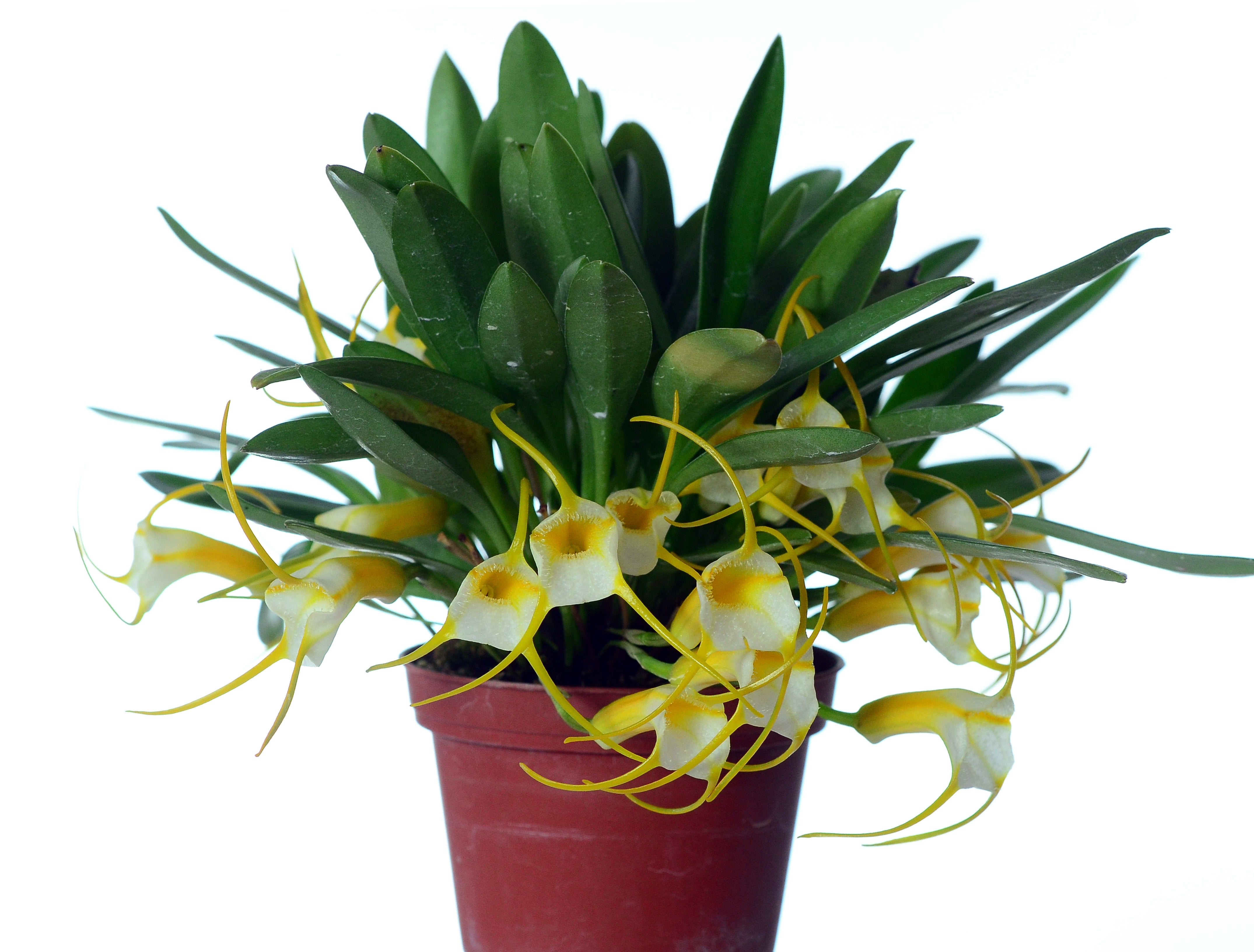 Masdevallia agaster