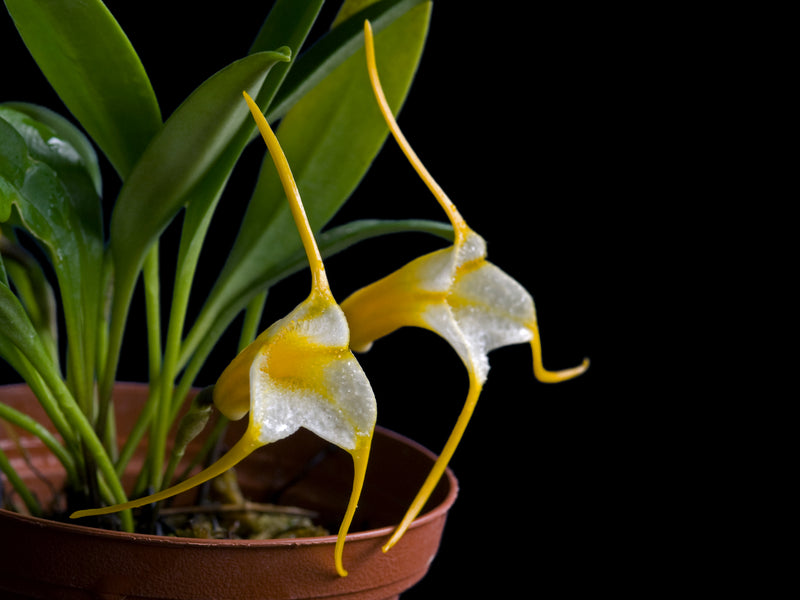 Masdevallia agaster