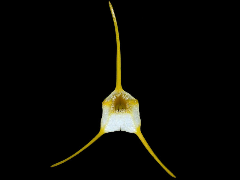 Masdevallia agaster