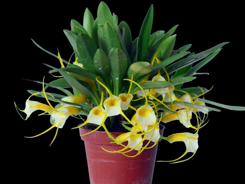 Masdevallia agaster
