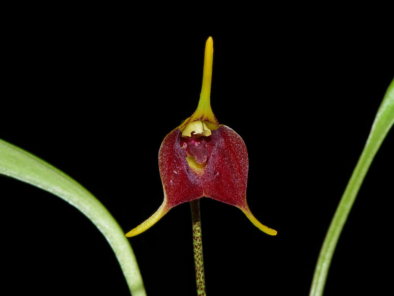 Masdevallia alexportillae