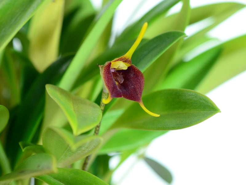 Masdevallia alexportillae