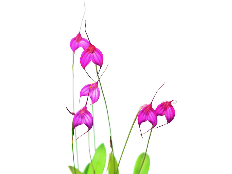 Masdevallia amabilis