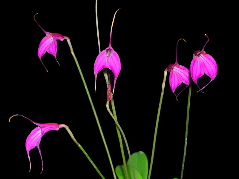 Masdevallia amabilis