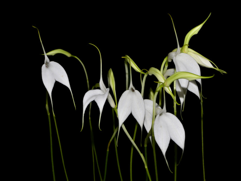 Masdevallia amabilis f. alba