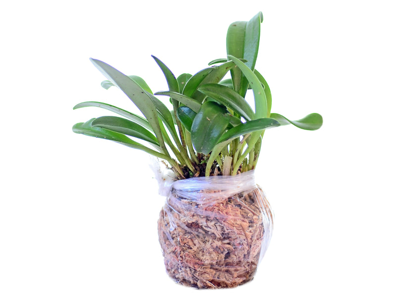 Masdevallia amabilis f. alba