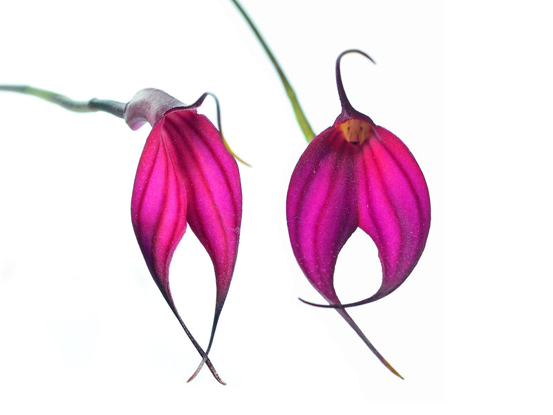 Masdevallia amabilis f. red