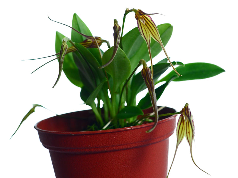 Masdevallia amaluzae