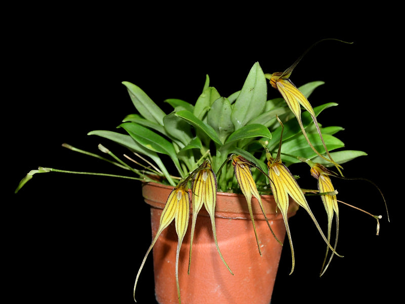 Masdevallia amaluzae