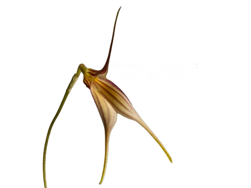 Masdevallia amaluzae aff