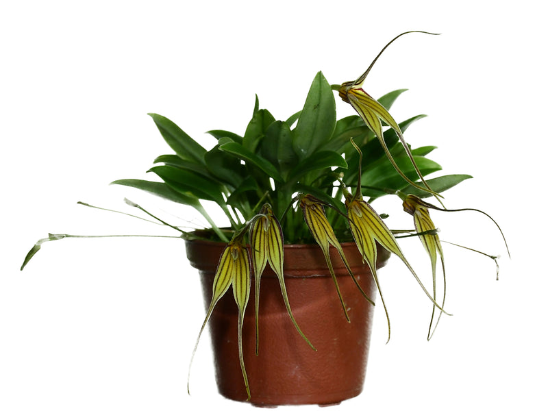 Masdevallia amaluzae