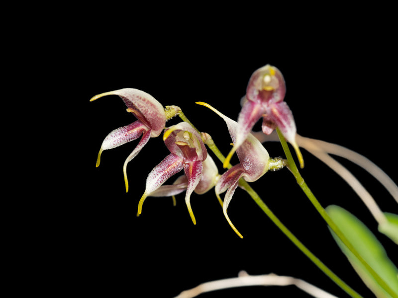 Masdevallia amanda