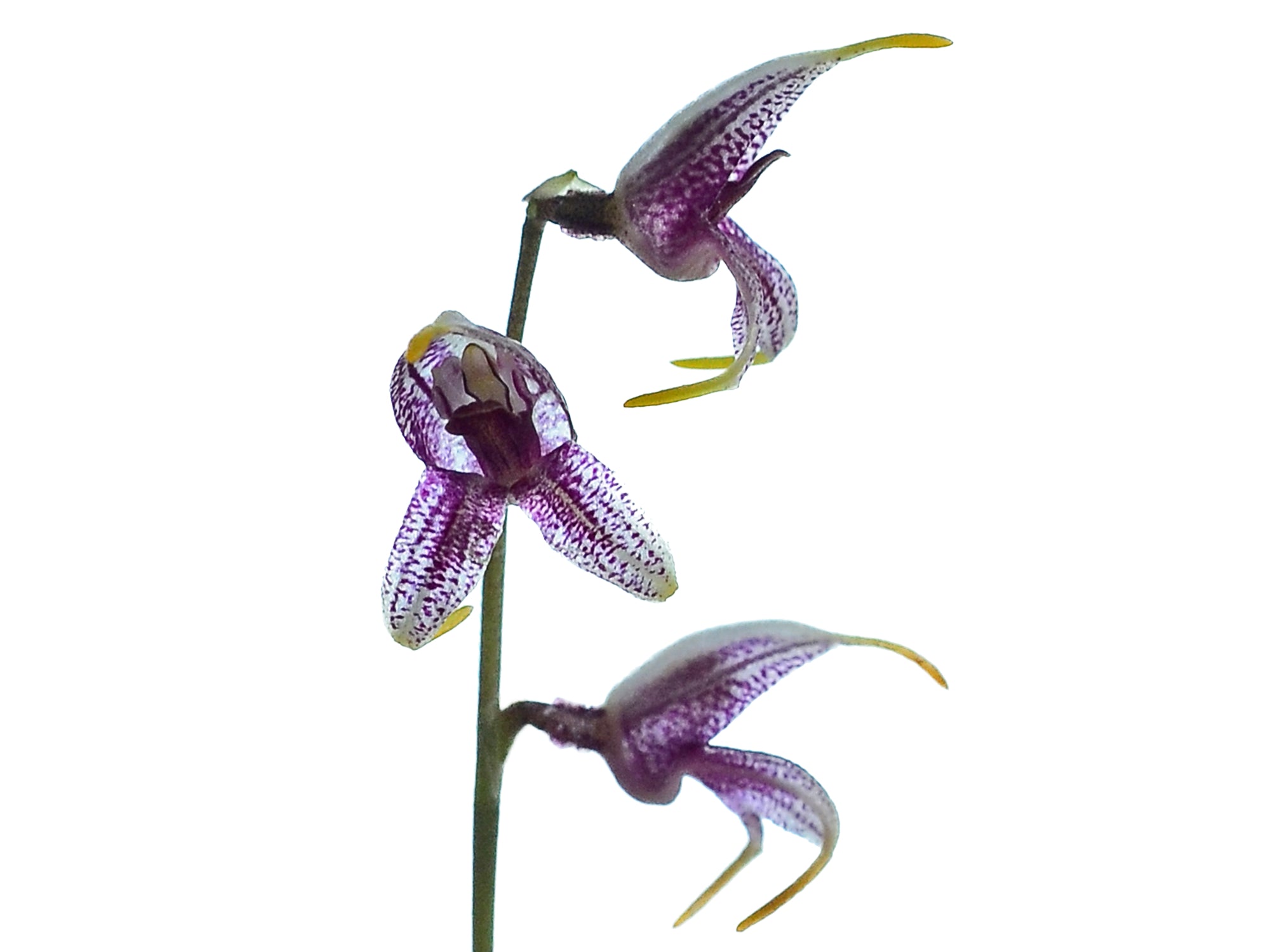 Masdevallia amanda