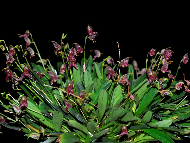 Masdevallia amanda
