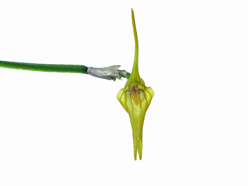 Masdevallia ametroglossa