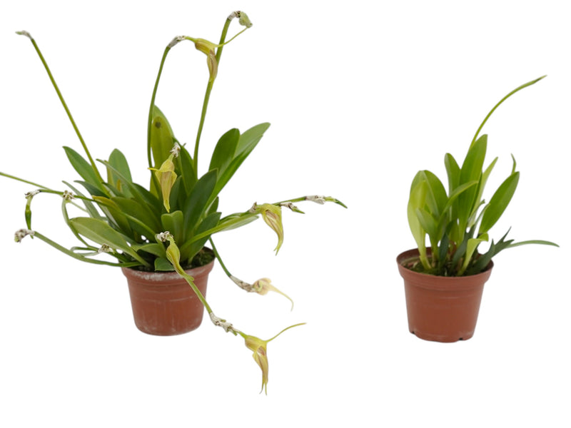 Masdevallia ametroglossa (Big)