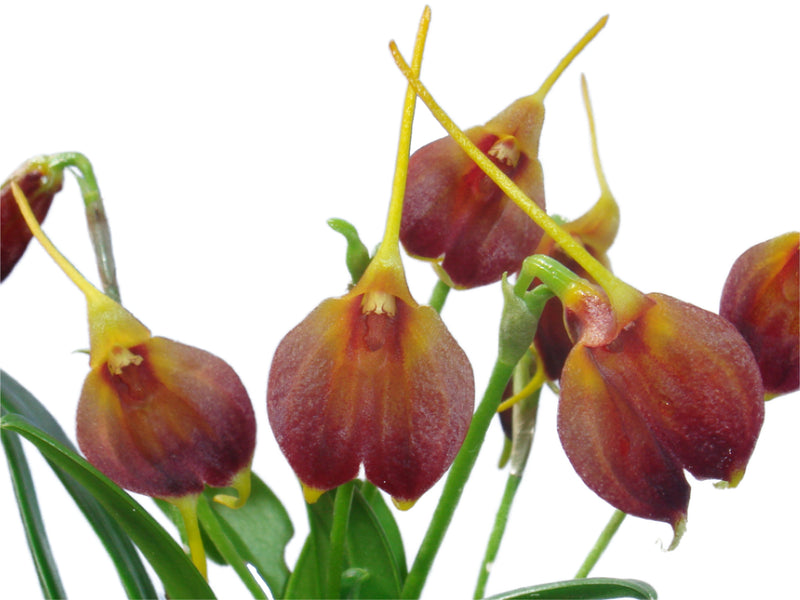 Masdevallia amplexa