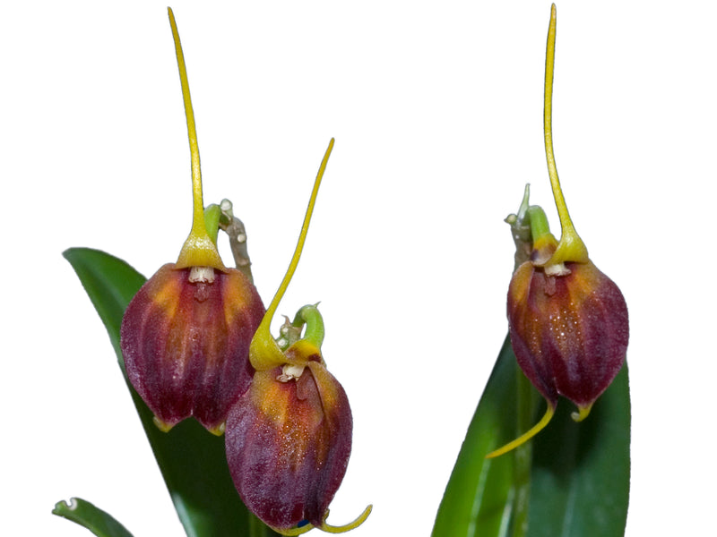 Masdevallia amplexa