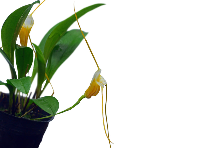 Masdevallia ampullacea
