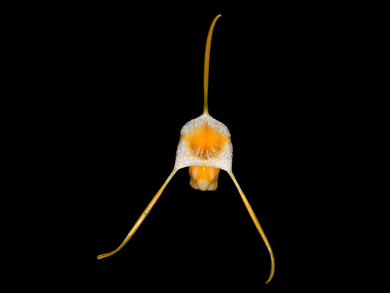Masdevallia ampullacea
