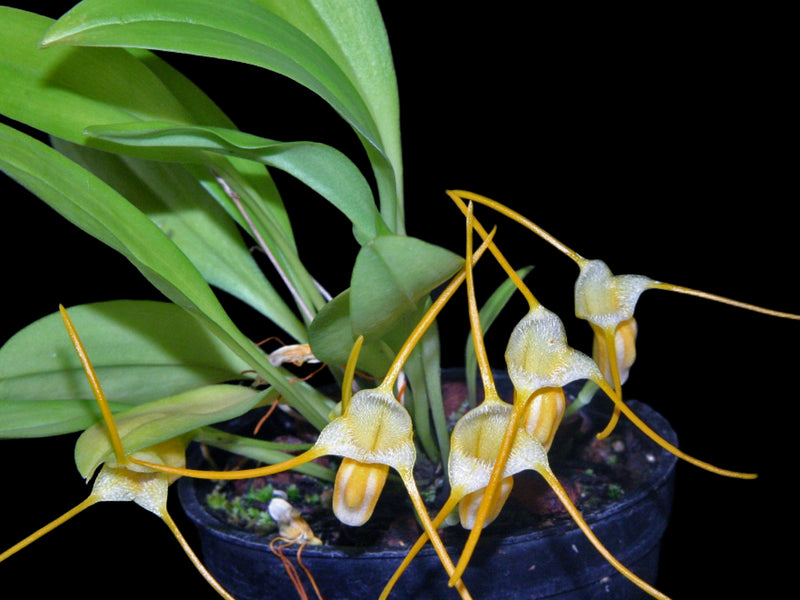 Masdevallia ampullacea