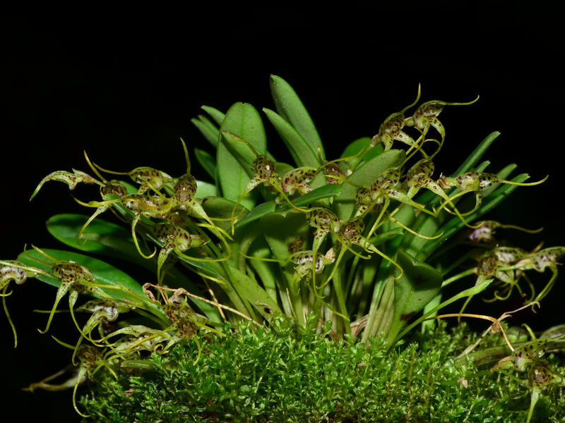 Masdevallia anceps