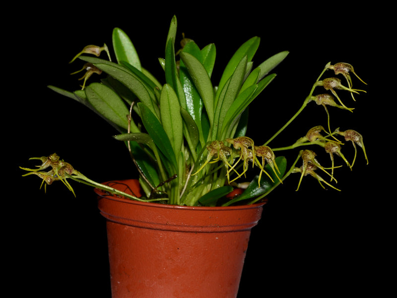 Masdevallia anceps