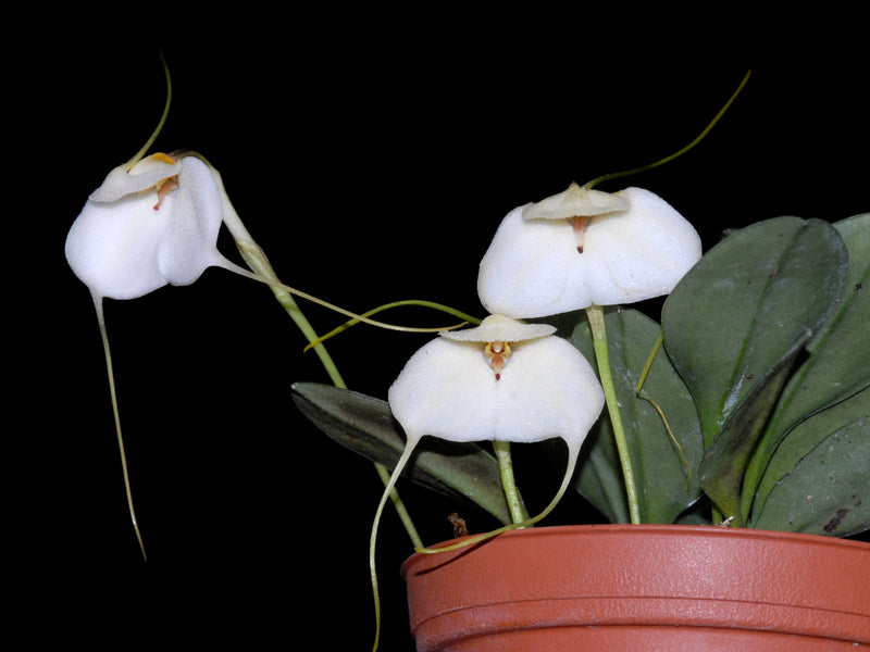 Masdevallia andreettana