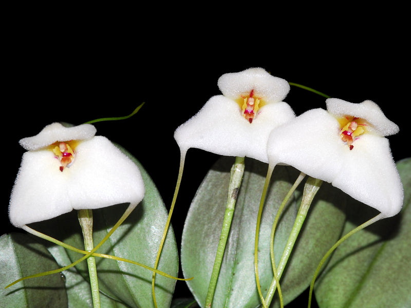 Masdevallia andreettana