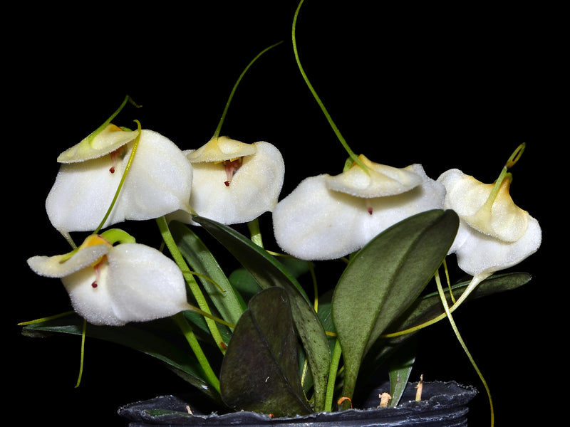 Masdevallia andreettana
