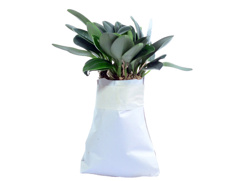 Masdevallia andreettana