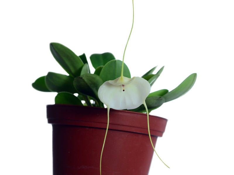 Masdevallia andreettana