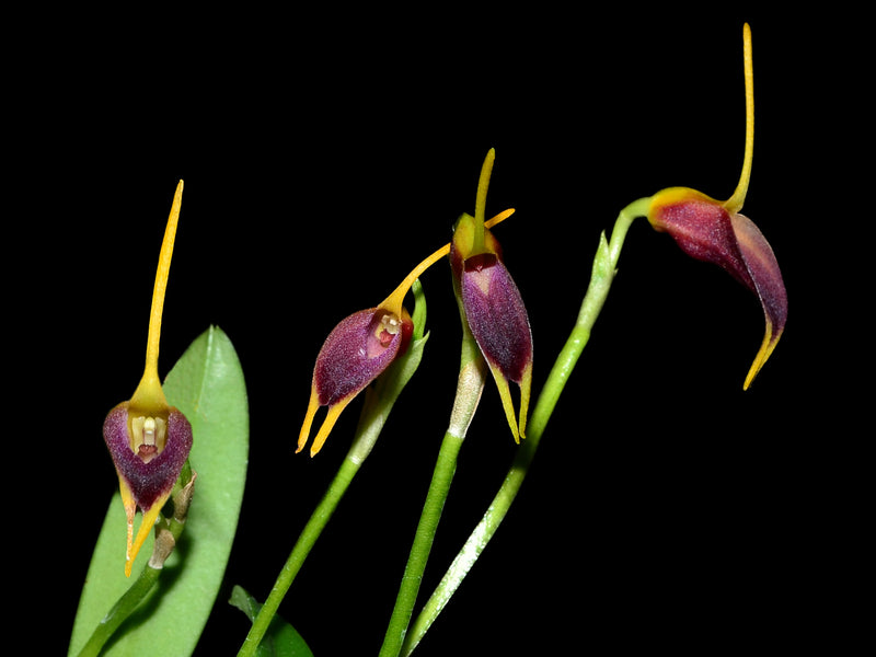 Masdevallia anfracta
