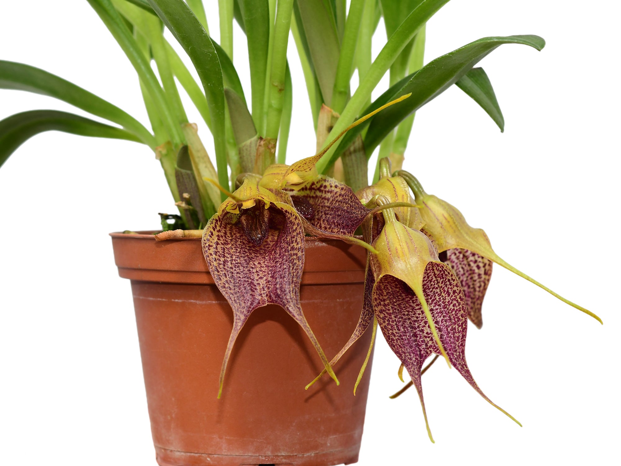 Masdevallia angulata