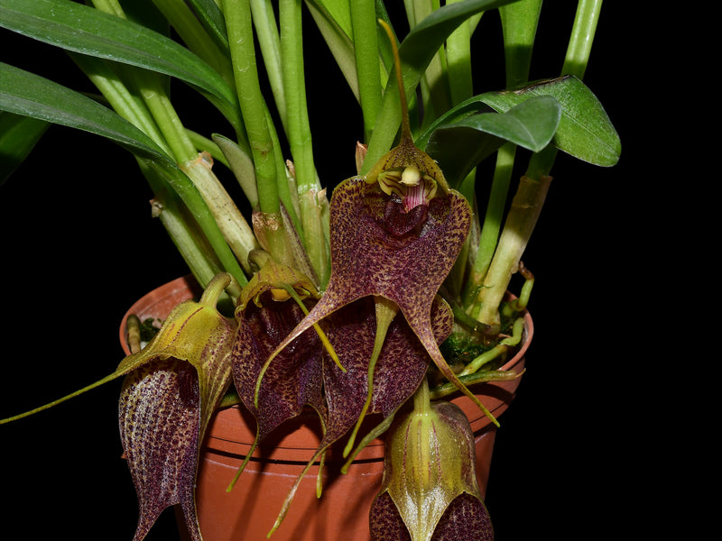 Masdevallia angulata