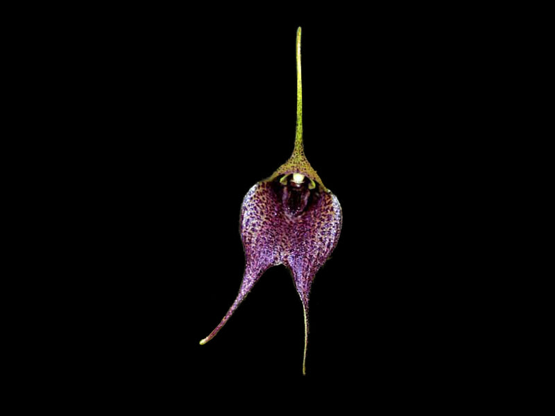 Masdevallia angulata