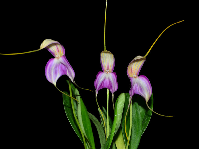 Masdevallia antonii