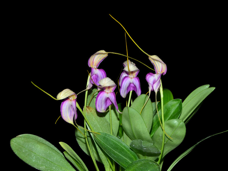 Masdevallia antonii