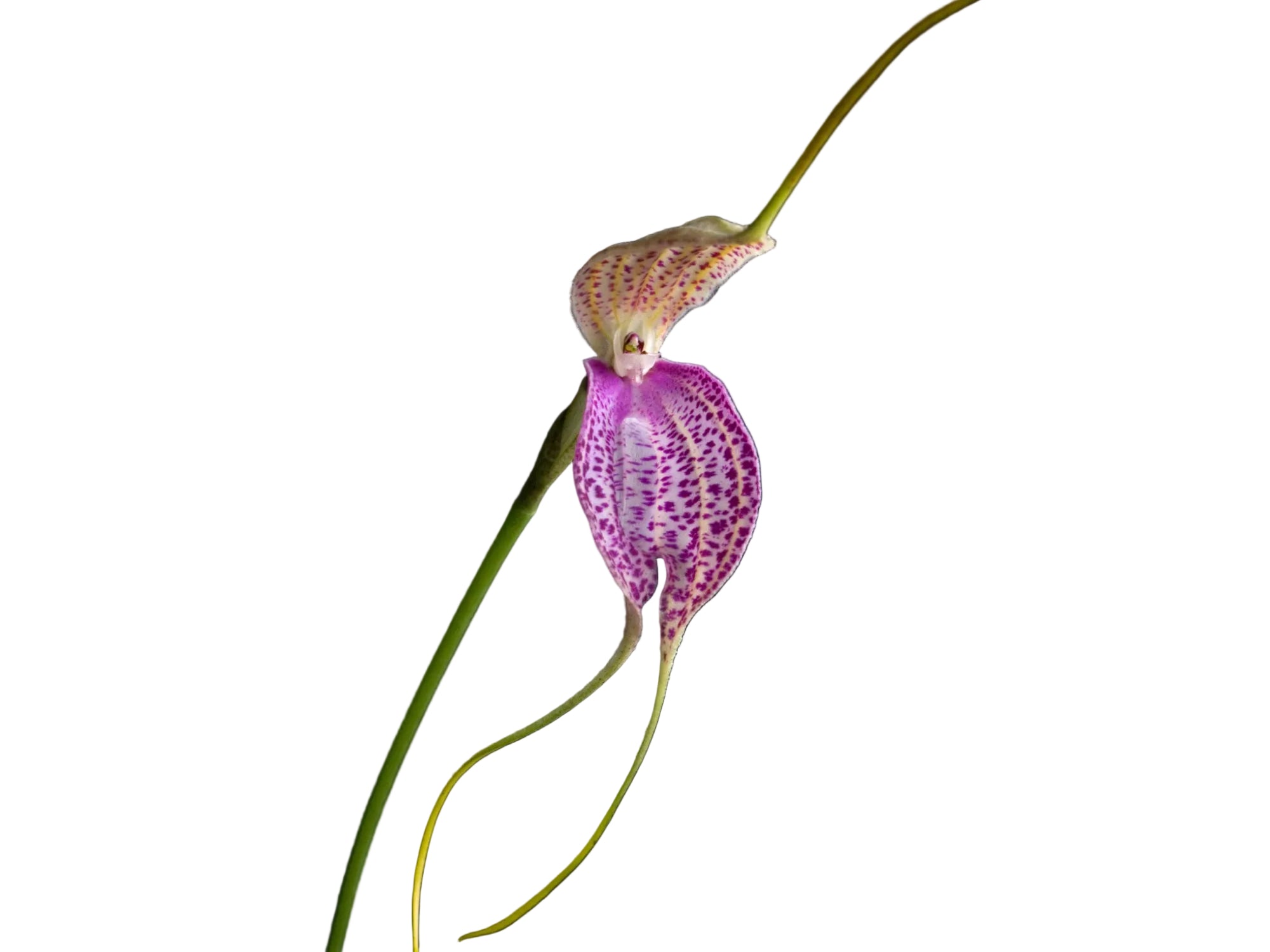 Masdevallia antonii 'Ecuagenera'