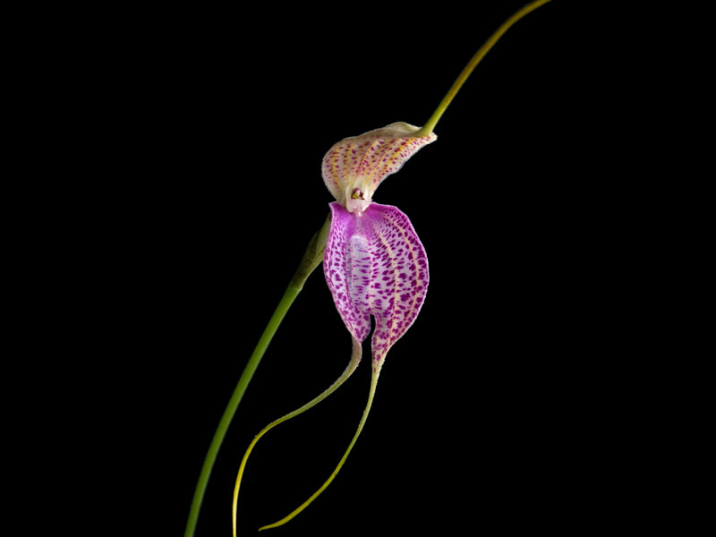 Masdevallia antonii 'Ecuagenera'