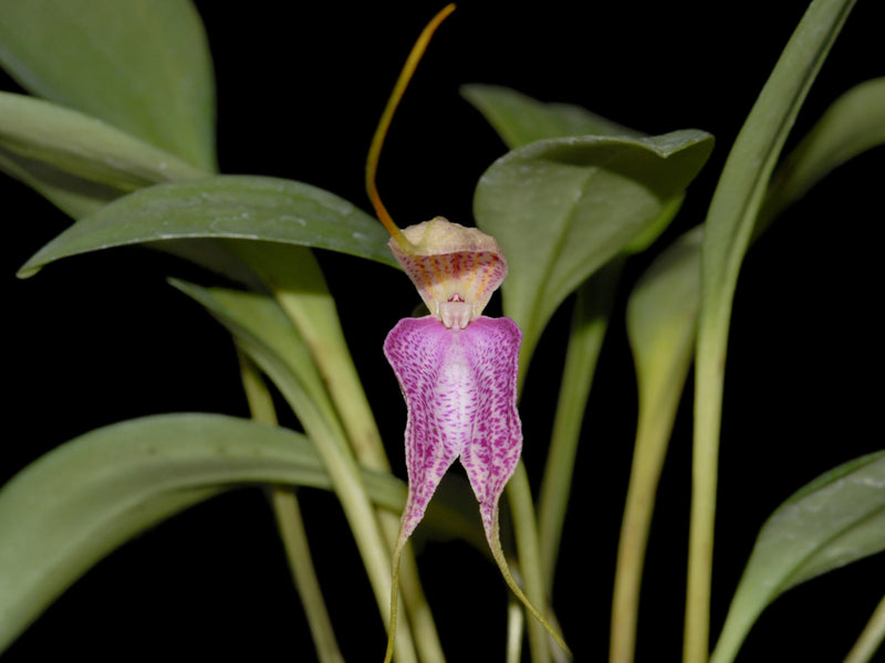 Masdevallia antonii 'Ecuagenera'