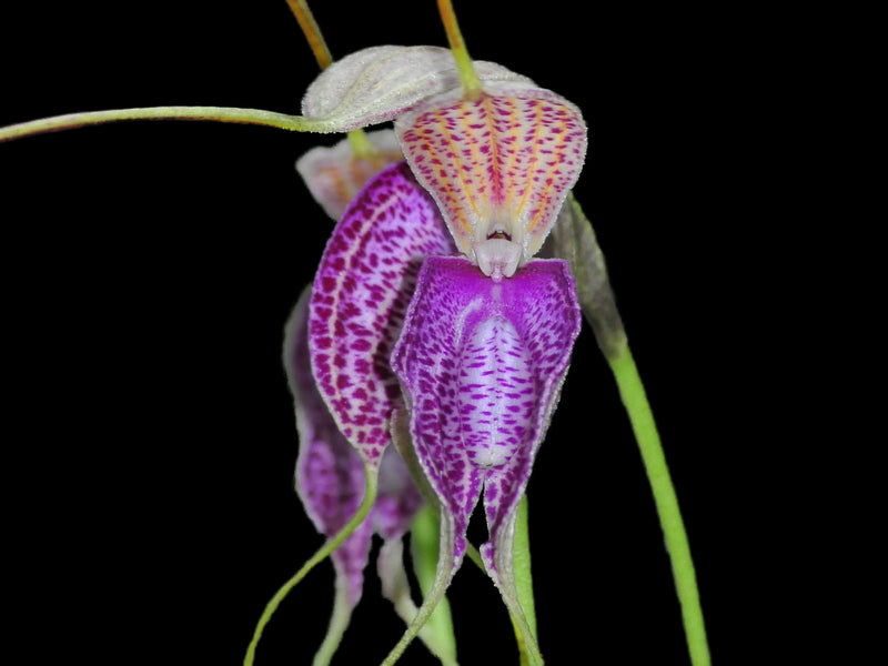 Masdevallia antonii