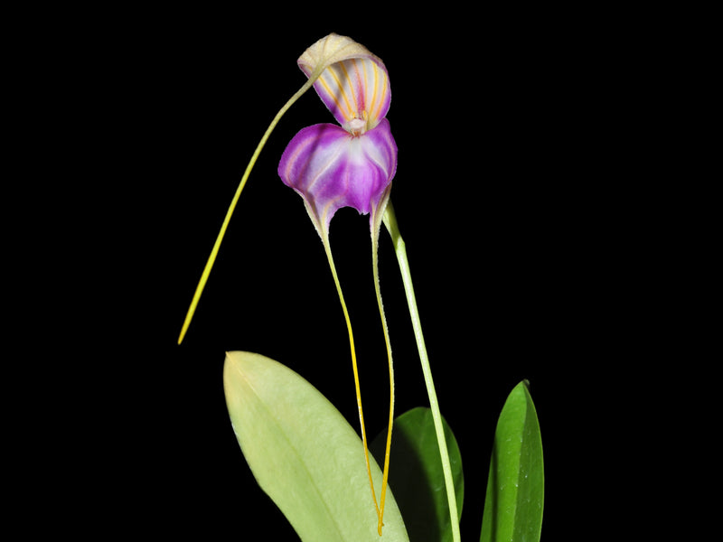 Masdevallia antonii