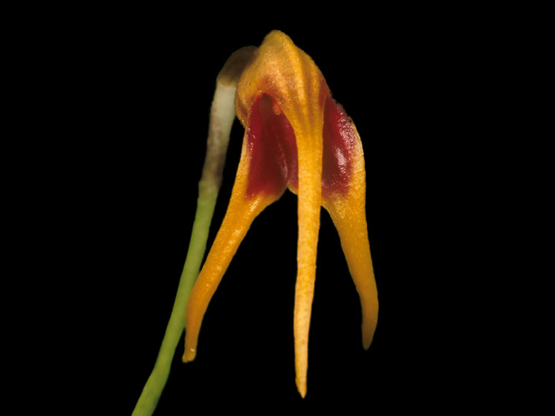 Masdevallia arangoi