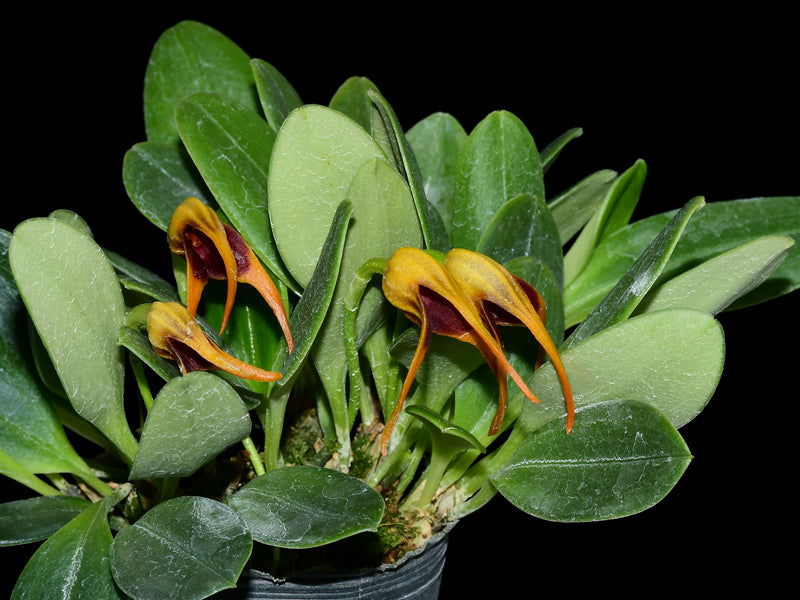 Masdevallia arangoi