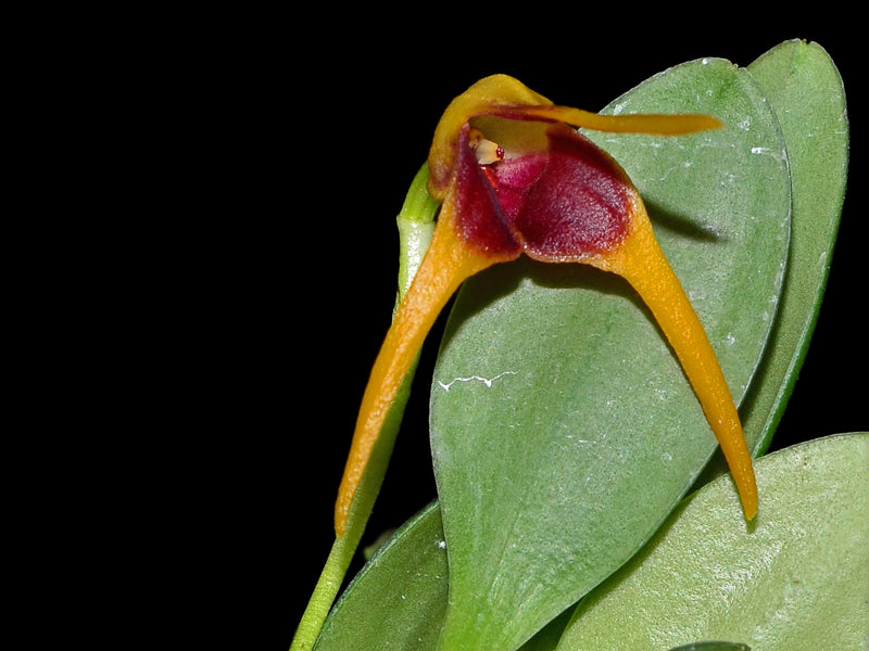 Masdevallia arangoi