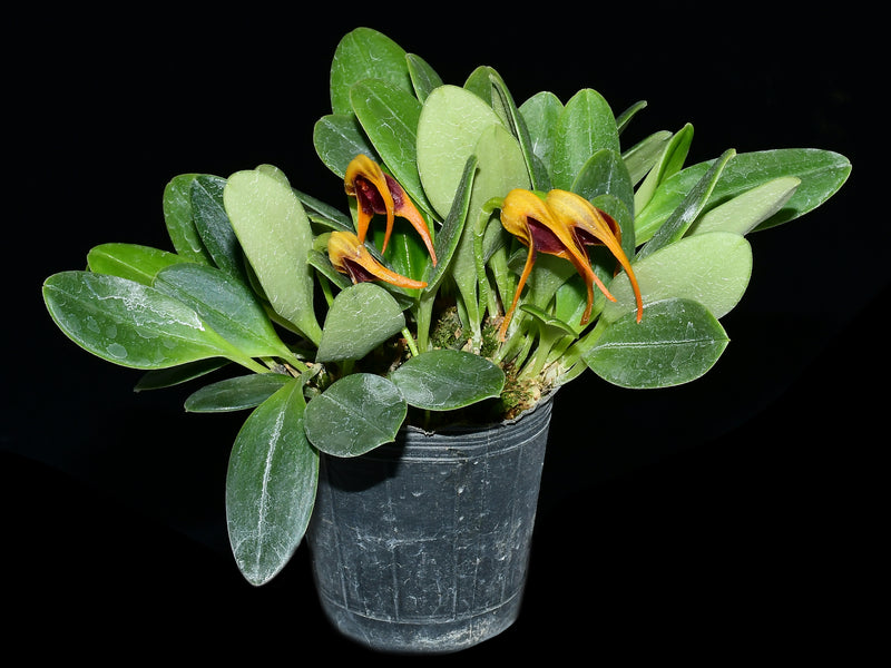 Masdevallia arangoi