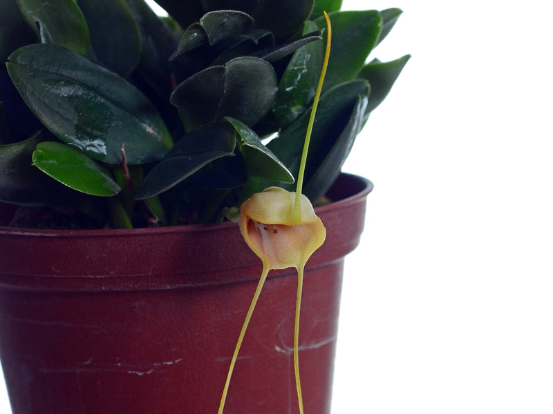 Masdevallia ariasii