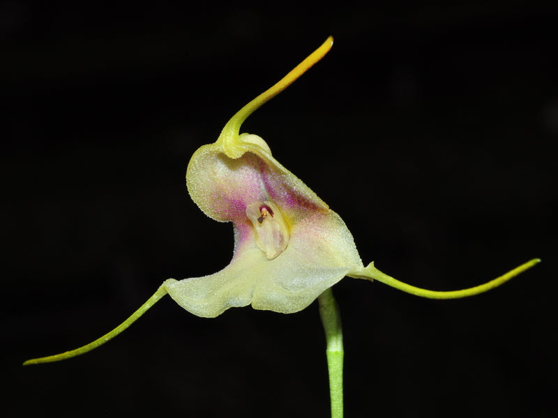 Masdevallia asterotricha