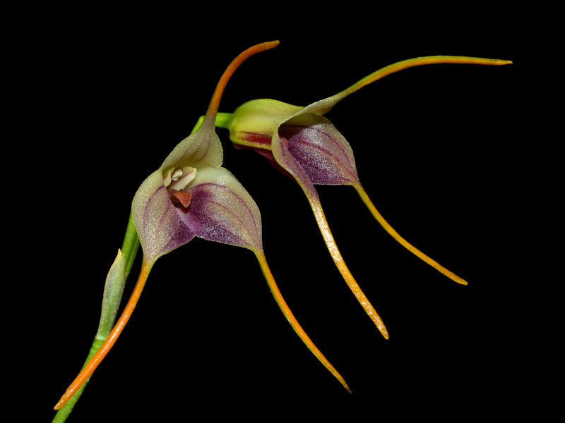 Masdevallia attenuata